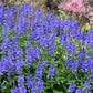 75 ROYAL BLUE SPEEDWELL Veronica Austriaca Teucrium Flower Seeds