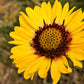 100 YELLOW GAILLARDIA (Blanket Flower / Indian Blanket) Gaillardia Aristata Flower Seeds