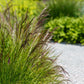 200 TUFTED HAIRGRASS Tussock Grass Deschampsia Cespitosa Moist Ornamental Native Seeds