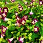 10 KAUAI MIX TORENIA Fournieri Sun or Shade Wishbone Flower Seeds - Mixed Colors 2 Tone Blue Red Pink