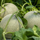 200 IROQUOIS CANTALOUPE Melon Fruit Cucumis Melo Seeds