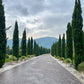 20 MEDITERRANEAN CYPRESS TREE Italian Pencil Pine Cedar Cupressus Sempervirens Stricta Seeds