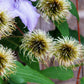 10 PURPLE ALPINE CLEMATIS Alpina Virgin's Bower Flower Vine Seeds