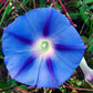 75 Blue STAR MORNING GLORY Ipomoea Tricolor Flower Vine Seeds