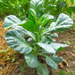 1000 HANOVER SALAD Spring KALE Smooth Siberian Brassica Napus Vegetable Seeds