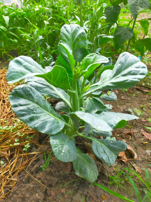 1000 HANOVER SALAD Spring KALE Smooth Siberian Brassica Napus Vegetable Seeds