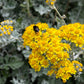 300 SILVERDUST DUSTY MILLER Cineraria Maritima Jacobaea Senecio Flower Seeds