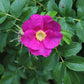 30 JAPANESE RED ROSE Bush Rosa Rugosa Rubra Rugrose Fragrant Flower Seeds