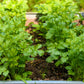 250 LEISURE CILANTRO / CORIANDER Coriandrum Sativum Herb Vegetable Seeds