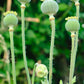 200 Organic AMPHORA POPPY Pink & White Papaver Somniferum Flower Seeds