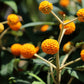 10 ORANGE BALL TREE / Golden Butterfly Bush Buddleja Globosa Shrub Flower Seeds