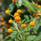 10 ORANGE BALL TREE / Golden Butterfly Bush Buddleja Globosa Shrub Flower Seeds