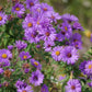 100 Purple NEW ENGLAND ASTER (Michaelmas Daisy) Aster Novae var Angliae Flower Seeds