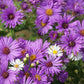 100 Purple NEW ENGLAND ASTER (Michaelmas Daisy) Aster Novae var Angliae Flower Seeds