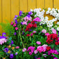 200 White CANTERBURY BELLS - CAMPANULA Medium Flower Seeds