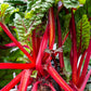 300 RUBY RED SWISS CHARD (Perpetual Spinach) Beta Vulgaris Cicla Vegetable Seeds