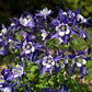 50 MCKANAS GIANT COLUMBINE Mixed Colors Aquilegia Hybrida Flower Seeds