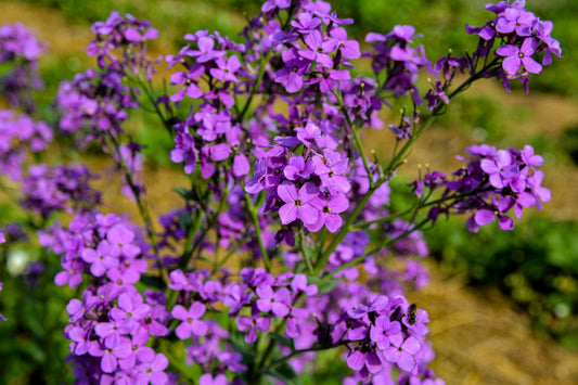 1500 DAMES ROCKET (Danask Violet) Hesperis Matronalis Dame's Purple Flower Seeds