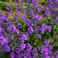 1500 DAMES ROCKET (Danask Violet) Hesperis Matronalis Dame's Purple Flower Seeds