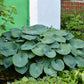 10 HOSTA ELEGANS Shade Lover Flower Seeds