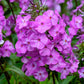 20 MEADOW PHLOX Maculata Mixed Colors Wild Sweet William Native Hummingbird Flower Seeds