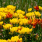 200 BIRDS FOOT TREFOIL (Birdfoot Deervetch / Cats Clover / Ground Honeysuckle) Lotus Corniculatus Fabaceae Flower Seeds