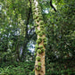 30 CLUSTER FIG Ficus Racemosa Red River Indian Guilar Tree Houseplant Seeds