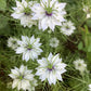 500 White LOVE IN A MIST ( Fennel Flower ) Nigella Damascena Flower Seeds