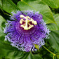 10 Purple PASSION FLOWER Passion FRUIT Granadilla Passiflora Incarnata Vine Seeds