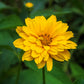 50 SUMMER SUN SUNDROPS Yellow Heliopsis Scabra False Sunflower Flower Seeds