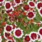 30 INCREDIBLE SWIRL COREOPSIS White & Burgundy Red Tickseed Flower Seeds