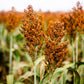 100 Wild Game FOOD PLOT SORGHUM aka Milo Deer & Game Bird Bicolor Seeds