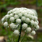 1500 LITTLE FINGERS CARROT Daucus Carota Vegetable Seeds