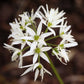 10 RAMSONS / WILD Bear GARLIC Allium Ursinum Vegetable Herb White Flower Seeds