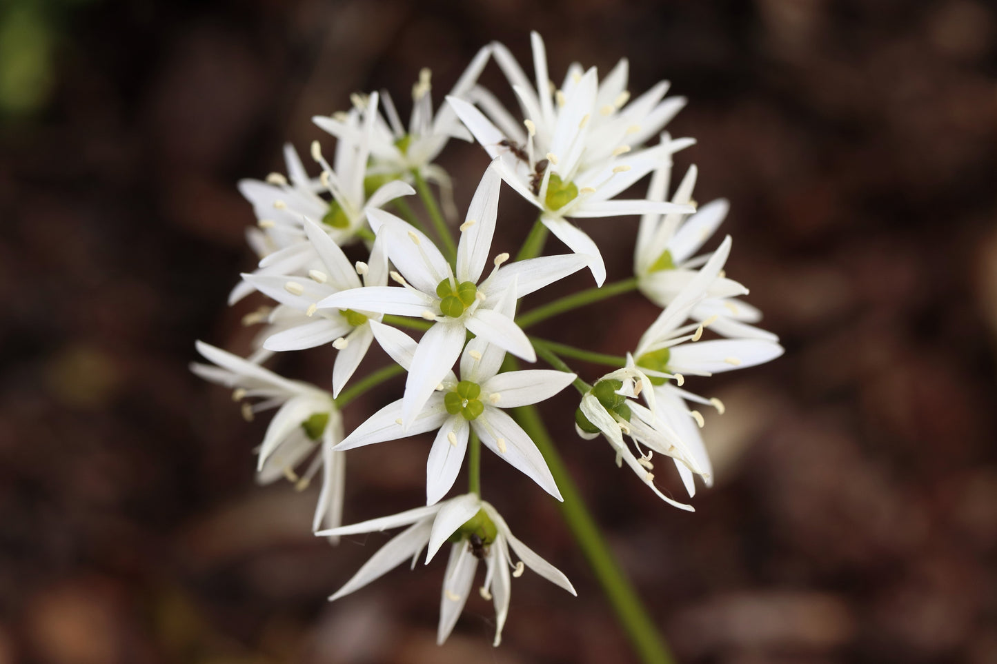 10 RAMSONS / WILD Bear GARLIC Allium Ursinum Vegetable Herb White Flower Seeds