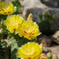 10 Yellow PRICKLY PEAR CACTUS Nopal Opuntia Ficus-Indica Flower Purple Fruit Seeds