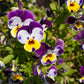 250 JOHNNY JUMP UP Helen Mount Violet Viola Tricolor Flower Seeds