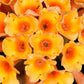 10 ORANGE BALL TREE / Golden Butterfly Bush Buddleja Globosa Shrub Flower Seeds