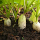 1250 WHITE ICICLE RADISH Raphanus Sativus Vegetable Seeds