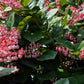 40 SALAL BERRY Gaultheria Shallon Pink White Flowers Blue Fruit Shrub Seeds