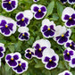 50 WHITE & PURPLE PANSY Swiss Giant Violet Viola Wittrockiana Flower Seeds