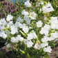 200 White CANTERBURY BELLS - CAMPANULA Medium Flower Seeds