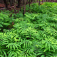 1000 + SENSITIVE FERN Onoclea Sensibilis aka Bead or Sympathy Fern Spores Seeds