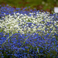 100 Victoria WHITE FORGET Me NOT Myosotis Alpestris Shade or Sun Flower Seeds