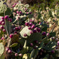 10 Yellow PRICKLY PEAR CACTUS Nopal Opuntia Ficus-Indica Flower Purple Fruit Seeds