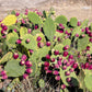 10 Yellow PRICKLY PEAR CACTUS Nopal Opuntia Ficus-Indica Flower Purple Fruit Seeds