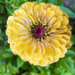 250 ISABELLINA ZINNIA Elegans Pastel Light Yellow Double Heirloom Flower Seeds