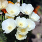 1000 WHITE CALIFORNIA POPPY Eschscholzia Californica Flower Seeds