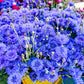 1000 Dwarf Blue BACHELORS BUTTON CORNFLOWER Centaurea Cyanus Flower Seeds