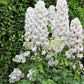 150 WHITE KING LARKSPUR Delphinium Consolida Giant Imperial Flower Seeds